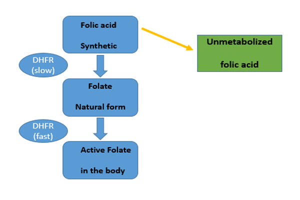 Asupan asam folat 266mcg setiap hari mengganggu metabolisme folat normal kita