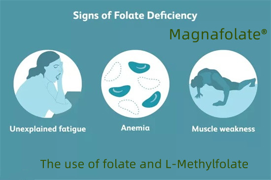 Penggunaan folat dan L-Methylfolate