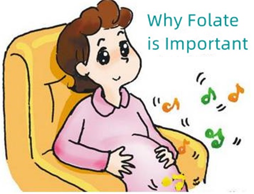 Mengapa Folat Penting?