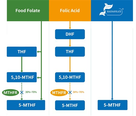 Apa itu 5-metiltetrahidrofolat?