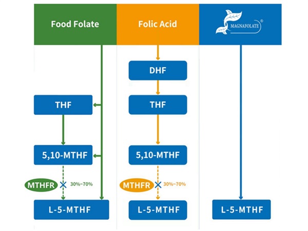 Konsep Kalsium L-5-Methyltetrahydrofolate dan pemasok Manufaktur Kalsium L-5-Methyltetrahydrofolate