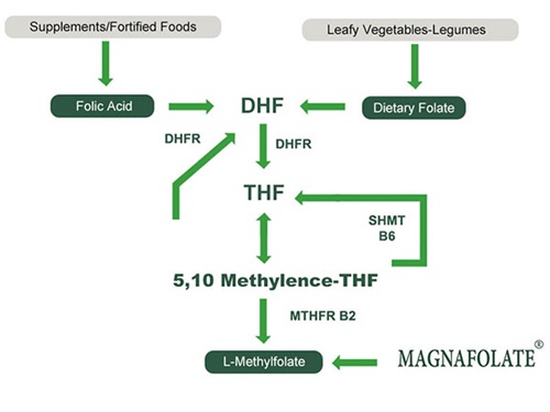 Penggunaan Kalsium L-5-Methyltetrahydrofolate
